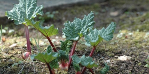 Kako presaditi rabarbaru u proljeće i jesen, kako se razmnožavati